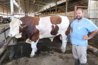 1,5 Tonluk Boğa 35 Bin Liraya Satıldı