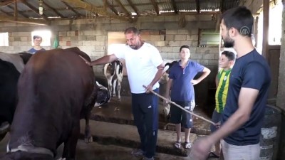 Adıyaman'da 1 Ton 200 Kilogramlık 'Paşa' 27 Bin 500 Liraya Satıldı