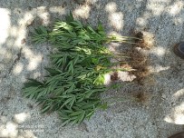 Bamya Tarlasına Kenevir Ekmiş