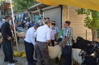 Besni Hayvan Pazarında Satışlar Devam Ediyor