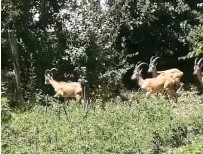 Bingöl'de Dağ Keçileri Görüntülendi
