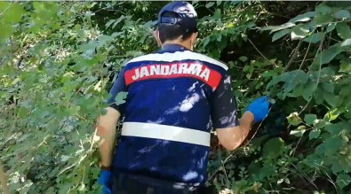 Bursa'da Bin 500 Kök Kenevir Ele Geçirildi