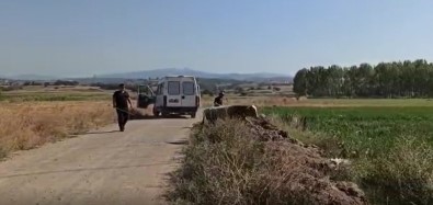 Bursa'da Kurbanlık Dana Kaçtı, Onlar Kovaladı