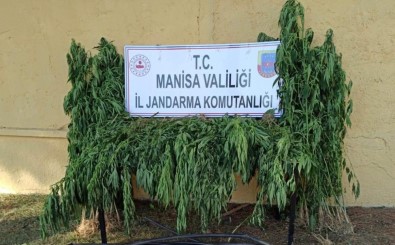 Manisa'da Ormanlık Bölgedeki 3 Tarla İçinde 550 Kök Kenevir Ele Geçirildi