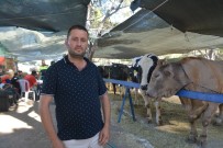 Şampiyon Ve Efe İsimi Tosunlar Hemen Satıldı