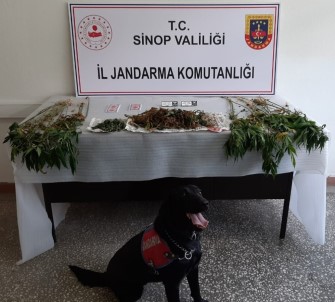 Sinop'ta Uyuşturucu Operasyonu