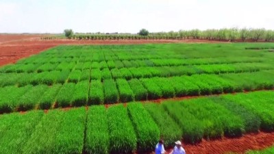 GAP Bölgesi Ülkenin Gıda Üssü Olacak