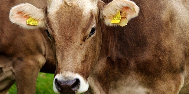 Hindistan'da Müslüman genci linç ettiler!