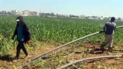 Şanlıurfa'da Tarım İşçileri Bayramda Tarlanın Yolunu Tuttu