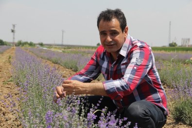 Diyarbakır'ın Kokusu Lavanta Bahçesiyle Değişti