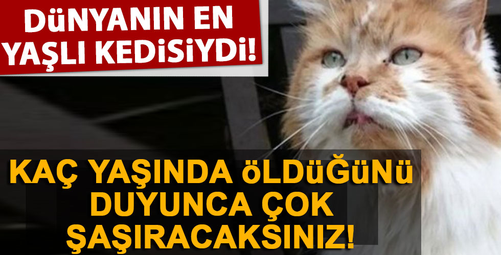 Dünyanın en yaşlı kedisi! Kaç yaşında öldüğünü duyunca şaşıracaksınız!