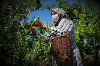 Ev Hanımı Yaptı, Bahçe Değil Üretim Merkezi