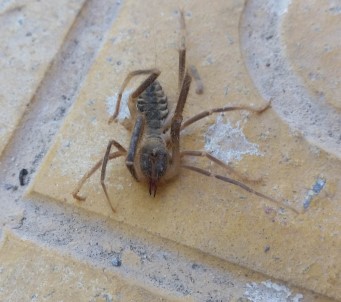Konya'da Etobur Örümcek 'Sarıkız' Bulundu