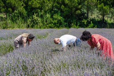Seferihisar'da Lavanta Hasadı Heyecanı