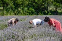 Seferihisar'da Lavanta Hasadı Heyecanı