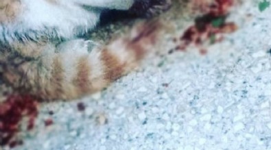 Kedinin gözünü oyup sosyal medyada paylaşmıştı! Valilik’ten son dakika açıklaması geldi!