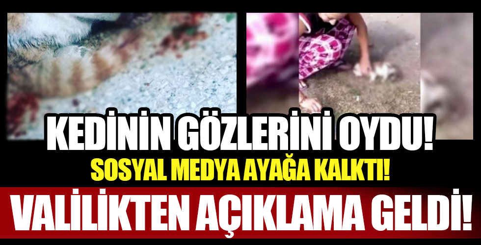 Kedinin gözünü oyup sosyal medyada paylaşmıştı! Valilik’ten son dakika açıklaması geldi!