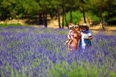 Muğla'nın 'Mor' Tarlalarına Ziyaretçi Akını