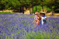 Muğla'nın 'Mor' Tarlalarına Ziyaretçi Akını