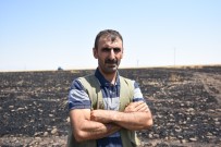 Siverek'te 50 Dönümlük Buğday Ekili Tarla Yandı