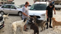 Sokak Hayvanlarının Gönüllü Bakıcıları