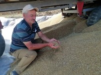 Manyas'ta Buğday Verimi Çiftçinin Yüzünü Güldürdü Haberi