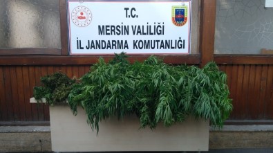 Toroslar'da 604 Kök Kenevir Bitkisi Ele Geçirildi