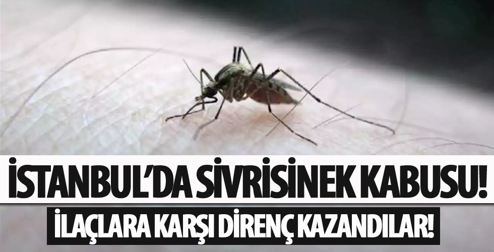 İstanbul'da sivrisinek kabusu!