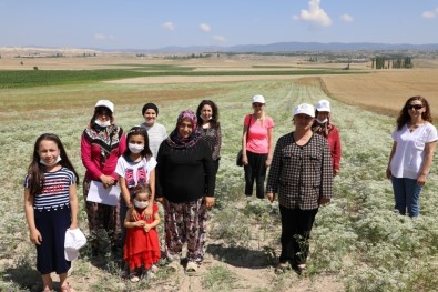 Eskişehir'de Kadın Çiftçiler Odaklı Anason Bitkisi Üretimi