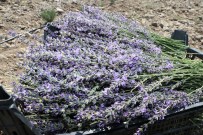 Hayal Üzerine Çıktığı Yolda Taşova'daki Mor Tarlada İlk Lavanta Hasadını Yaptı