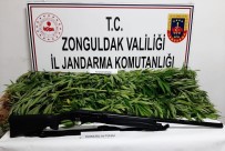 Jandarmadan Kenevir Operasyonu Açıklaması 1 Gözaltı