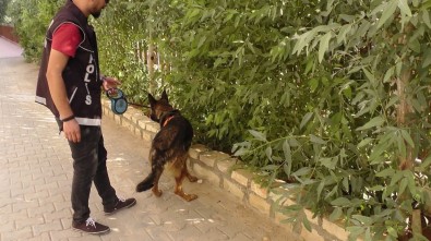 Kızıltepe'de Dedektör Köpek 'Eros' Uyuşturucuya Geçit Vermiyor