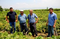 Sarıgöl'de Dolu Ve Fırtına Zarara Yol Açtı Haberi