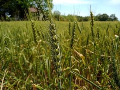 Yerli Buğday 'Kirve' Tarla Günü İle Tanıtılacak