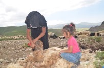 22 Yaşındaki Genç Kız Koyunlara Çobanlık Yapıyor Haberi