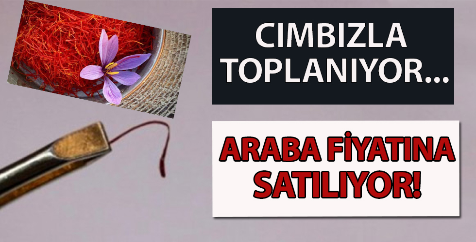 Cımbızla toplanılıyor! Araba fiyatına satılıyor...