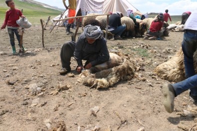 Günde 450 TL'ye Koyun Kırkıyorlar