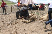 Günde 450 TL'ye Koyun Kırkıyorlar