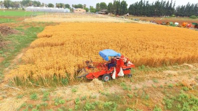 Şanlıurfalı Çiftçiler İçin Yeni Alternatif Ürün Geliştirildi