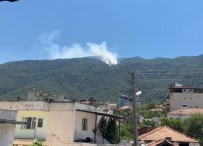 Aydın'da Orman Yangını