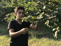 Bayramı Evlerine Bin 285 Kilometre Uzaklıktaki Fındık Tarlalarında Kutladılar