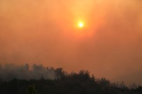 Manisa'daki Orman Yangını Yeniden Başladı