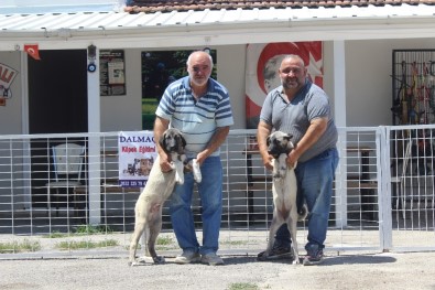 (Özel) Bayramda Köpek Otelleri Yüzde Yüz Doldu
