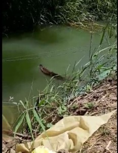 Tekirdağ'da Görülen Su Samuru Şaşırttı