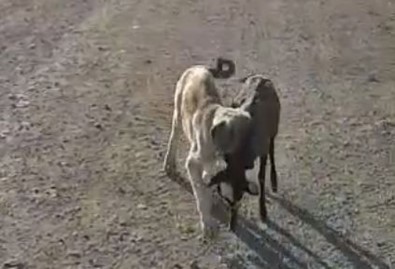 Yavru Köpek Sürüden Ayrılan Kuzuyu Böyle Getirdi