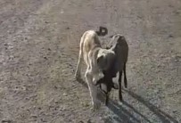Yavru Köpek Sürüden Ayrılan Kuzuyu Böyle Getirdi Haberi