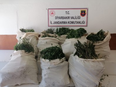 Diyarbakır'da 975 Bin Kök Hint Keneviri, 176 Kilo Kubar Esrar Ele Geçirildi