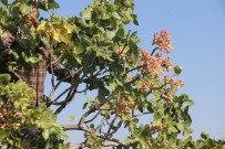 Suriye Sınırının Sıfır Noktasında Fıstık Hasadı Başladı