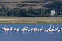 Van Gölü'nde Flamingoların Eşsiz Dansı
