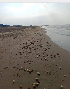 Yüzlerce Kilo Soğan Karataş Sahiline Vurdu